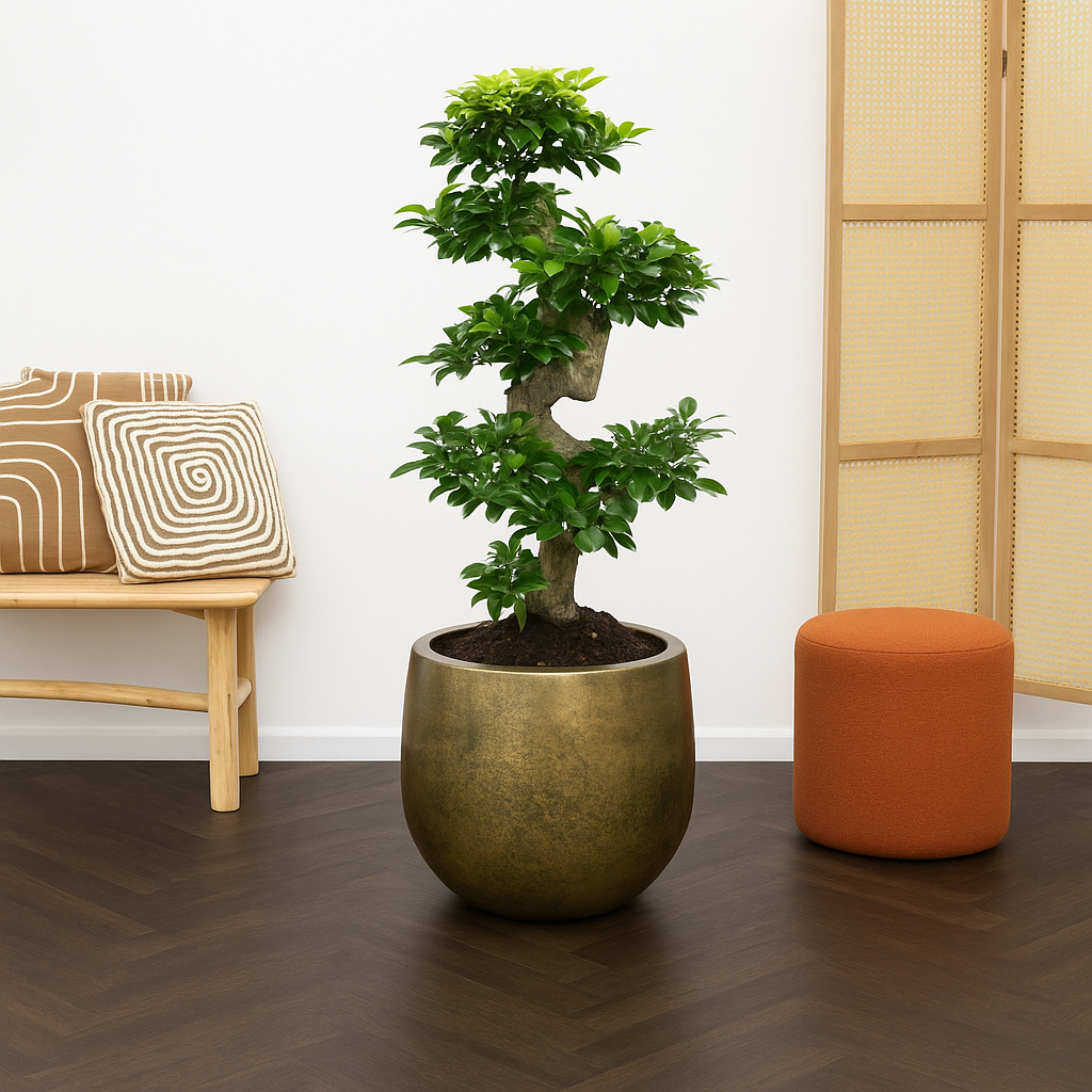 Ficus Microcarpa Ginseng - H 70 cm - Ø 27 cm