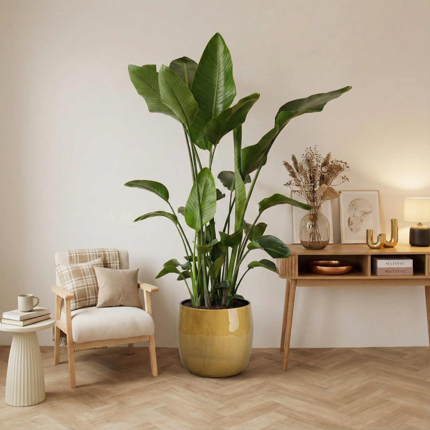 Strelitzia Nicolai - H 200 cm - Ø 30 cm