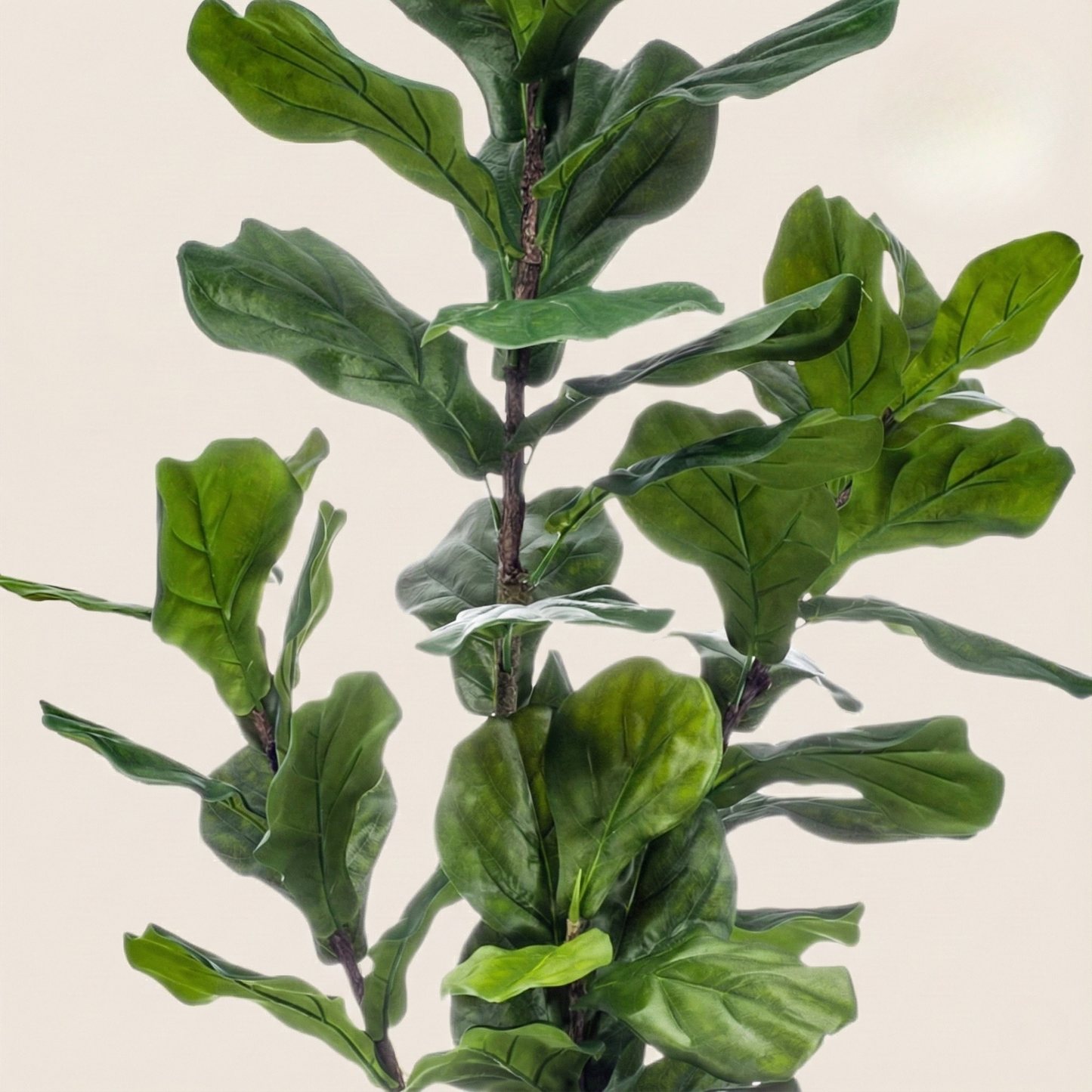Kunstplant Ficus Lyrata (Tabaksplant) - H 150 cm