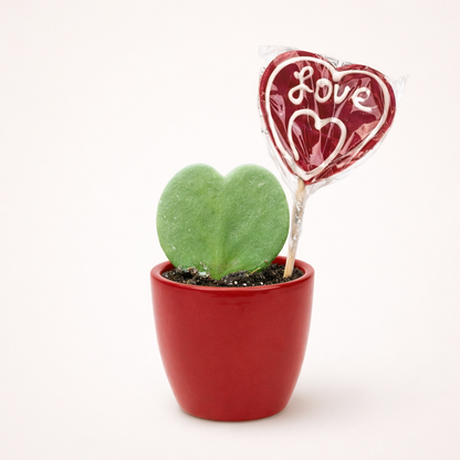 Hartjesplant (Hoya Kerrii) Incl. Roze Sierpot & Lolly
