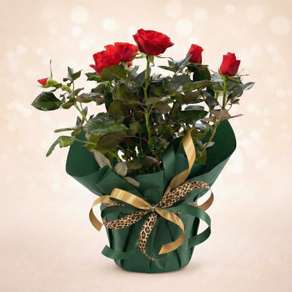 Rosa Red Incl. P&PURE Lauren Ceramics