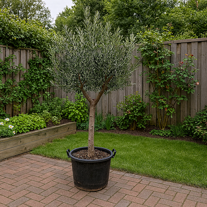 Olea Europaea Cultoiv - H 230 cm- Ø 45 cm