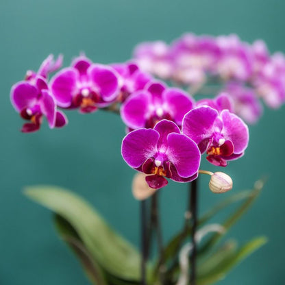Paarse Orchidee Morena - Ø9cm