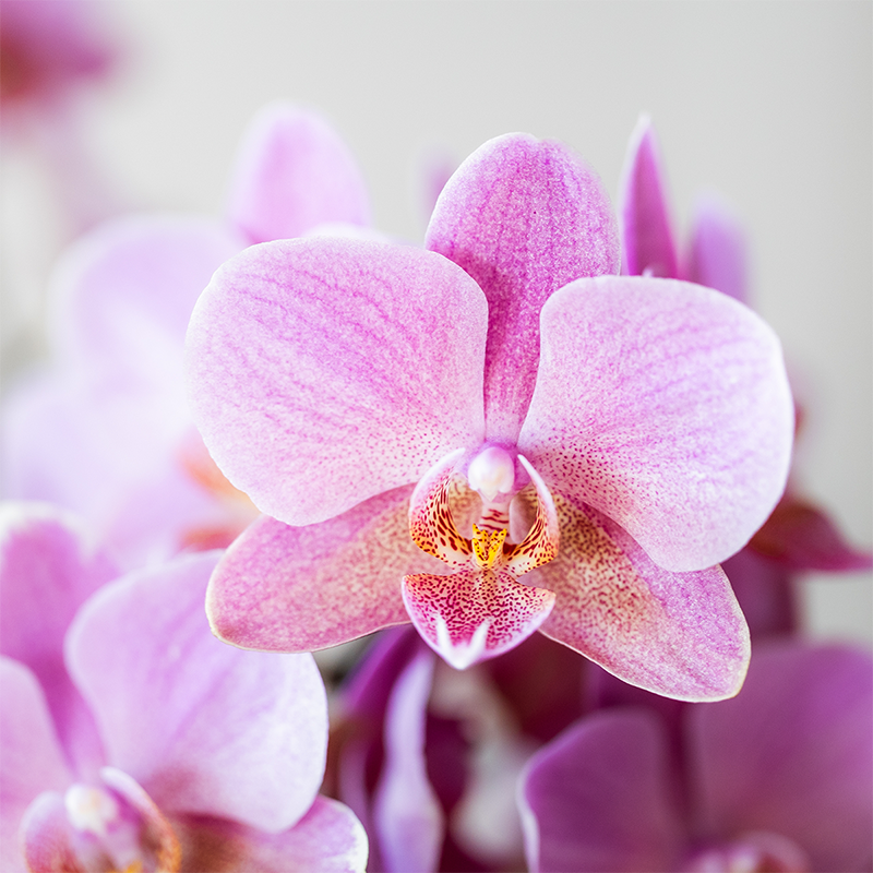 COMBI DEAL - 4 Oudroze Pure Treviso orchideeën - Ø9cm