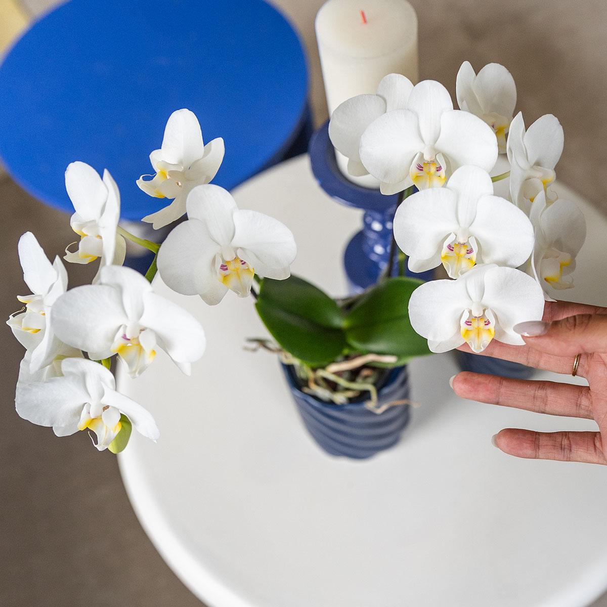 Witte Orchidee Anna - Ø9cm