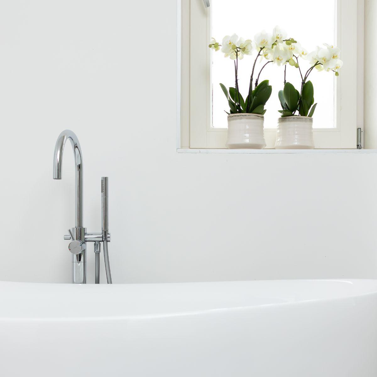 Witte Orchidee Pure Ghent - Ø12cm