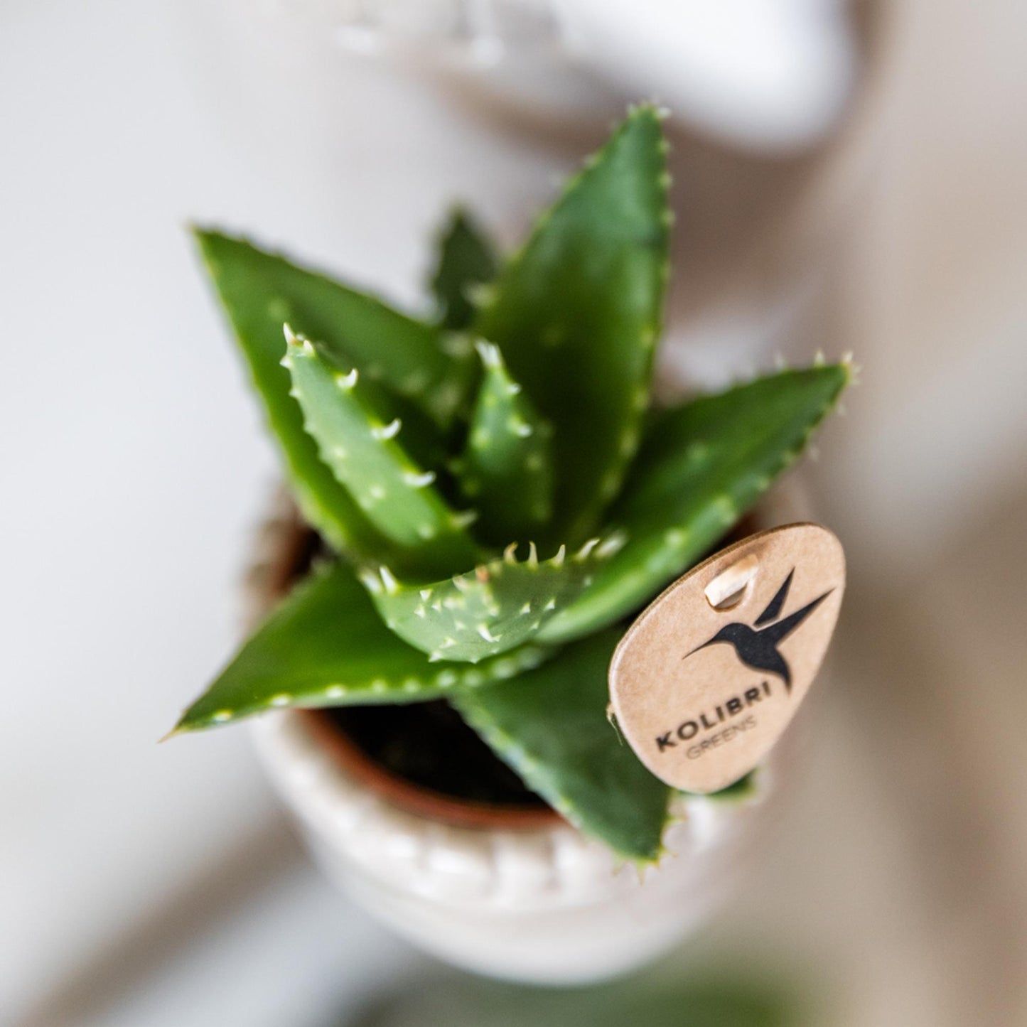 Kolibri Greens | Groene plant - Succulent Aloë Brevifolia potmaat Ø6cm | groene kamerplant - vers van de kweker