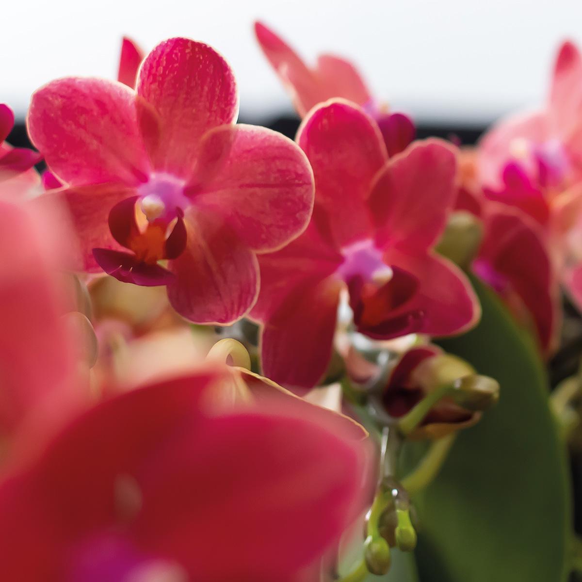 COMBI DEAL 2 Rode Maroc Orchideeën - Ø9cm