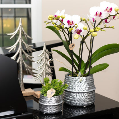 Kolibri Home | Groove bloempot - Zilveren keramieken sierpot - Ø6cm