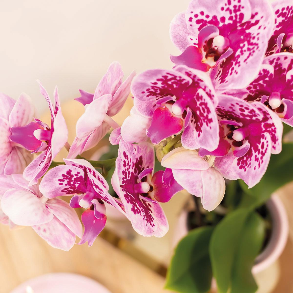 Paars/Roze Orchidee Madrid - Ø9cm