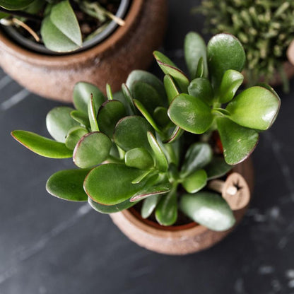 Kolibri Greens | Groene plant - Succulent Crassula Ovata potmaat Ø9cm | groene kamerplant - vers van de kweker - Ø9cm