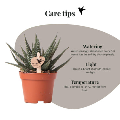 Kolibri Greens | Groene plant - Succulent Haworthia Royal Highnness potmaat Ø6cm | groene kamerplant - vers van de kweker