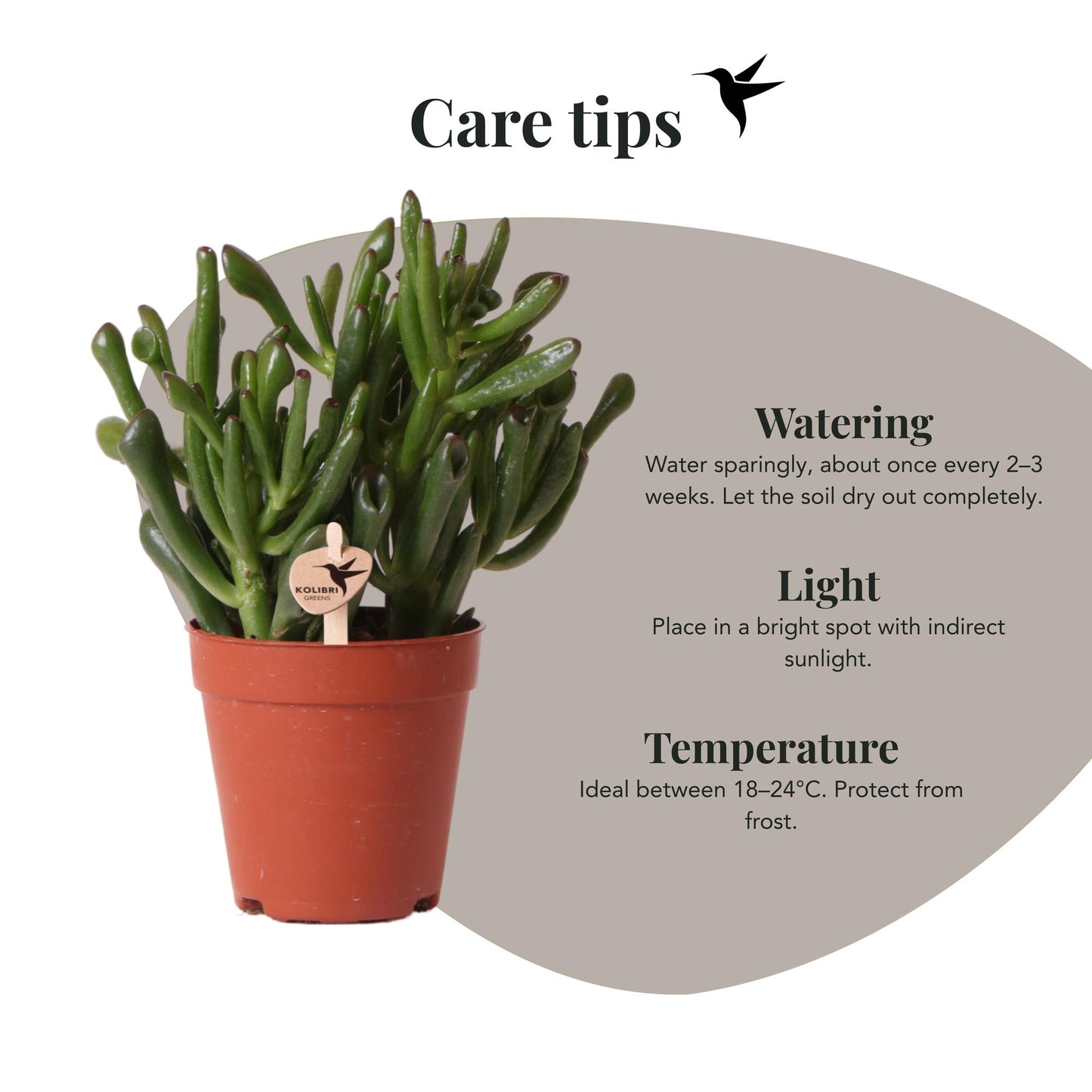 Kolibri Greens | Groene plant - Succulent Crassula Hobbit | groene kamerplant - vers van de kweker - Ø9cm