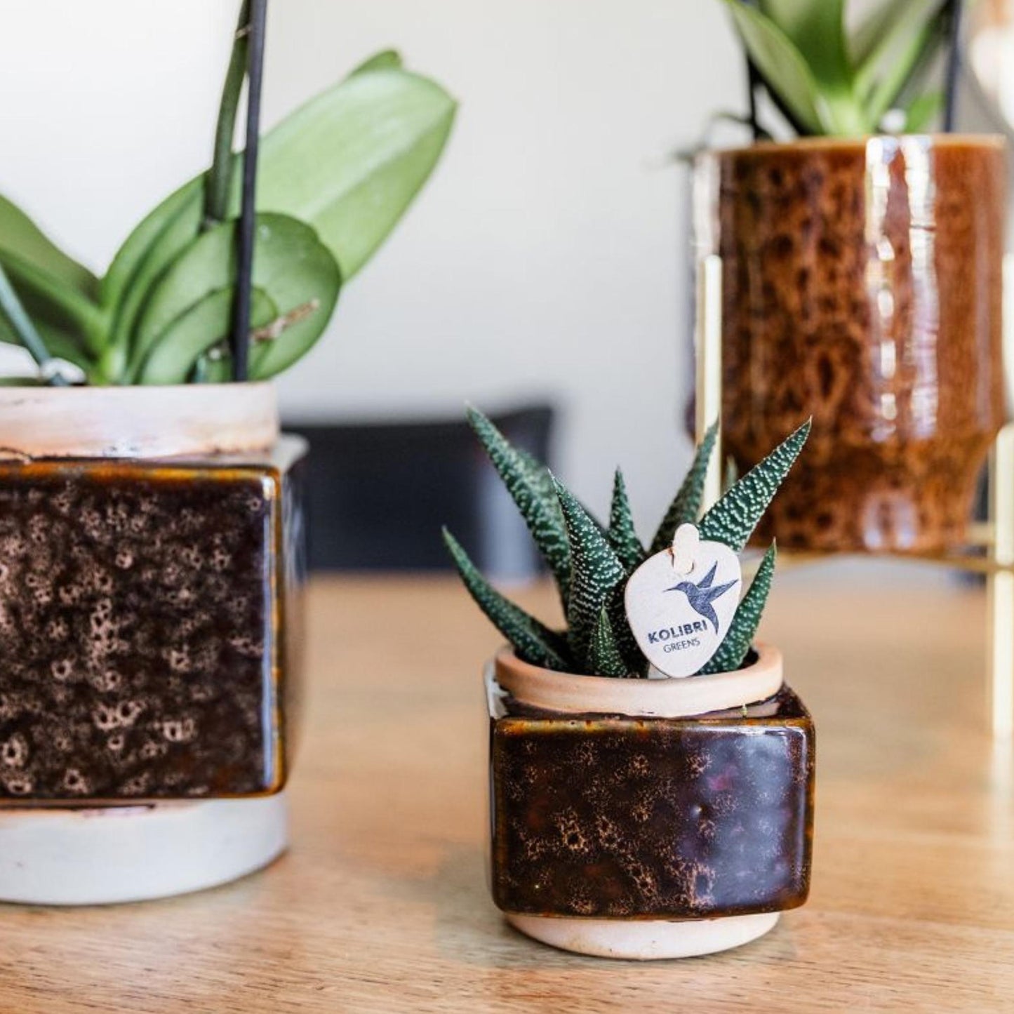 Kolibri Greens | Groene plant - Succulent Haworthia Royal Highnness potmaat Ø6cm | groene kamerplant - vers van de kweker