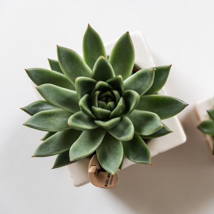 Kolibri Greens | Groene plant - Succulent Echeveria Miranda | groene kamerplant - vers van de kweker - Ø9cm