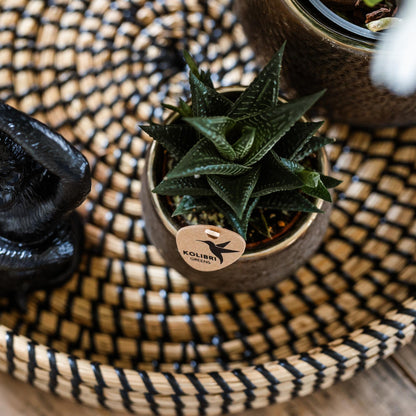 Kolibri Greens | Groene plant - Succulent Haworthia Limifolia potmaat Ø6cm | groene kamerplant - vers van de kweker