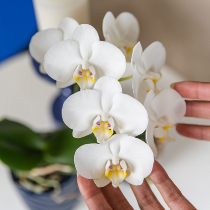 Witte Orchidee Anna - Ø9cm