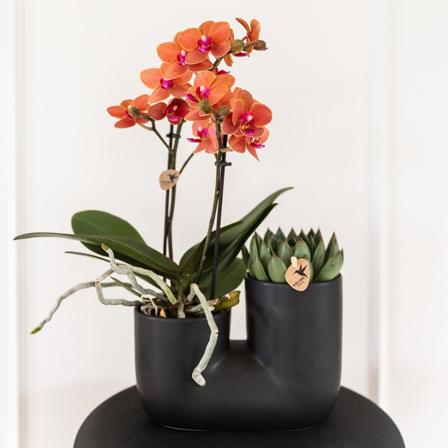 Kolibri Greens | Groene plant - Succulent Echeveria Miranda | groene kamerplant - vers van de kweker - Ø9cm