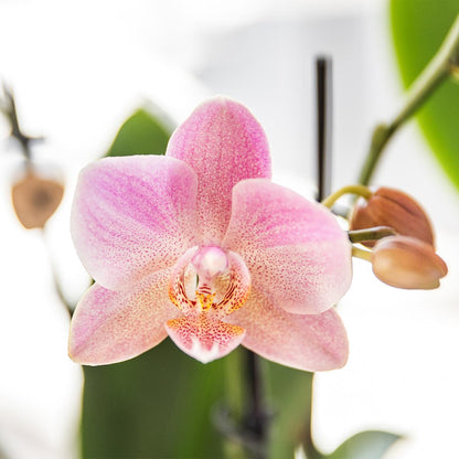 COMBI DEAL - 2 Oudroze Pure Treviso Orchideeën - Ø12cm