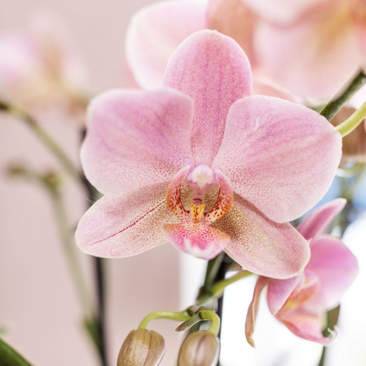 COMBI DEAL - 2 Oudroze Pure Treviso Orchideeën - Ø12cm