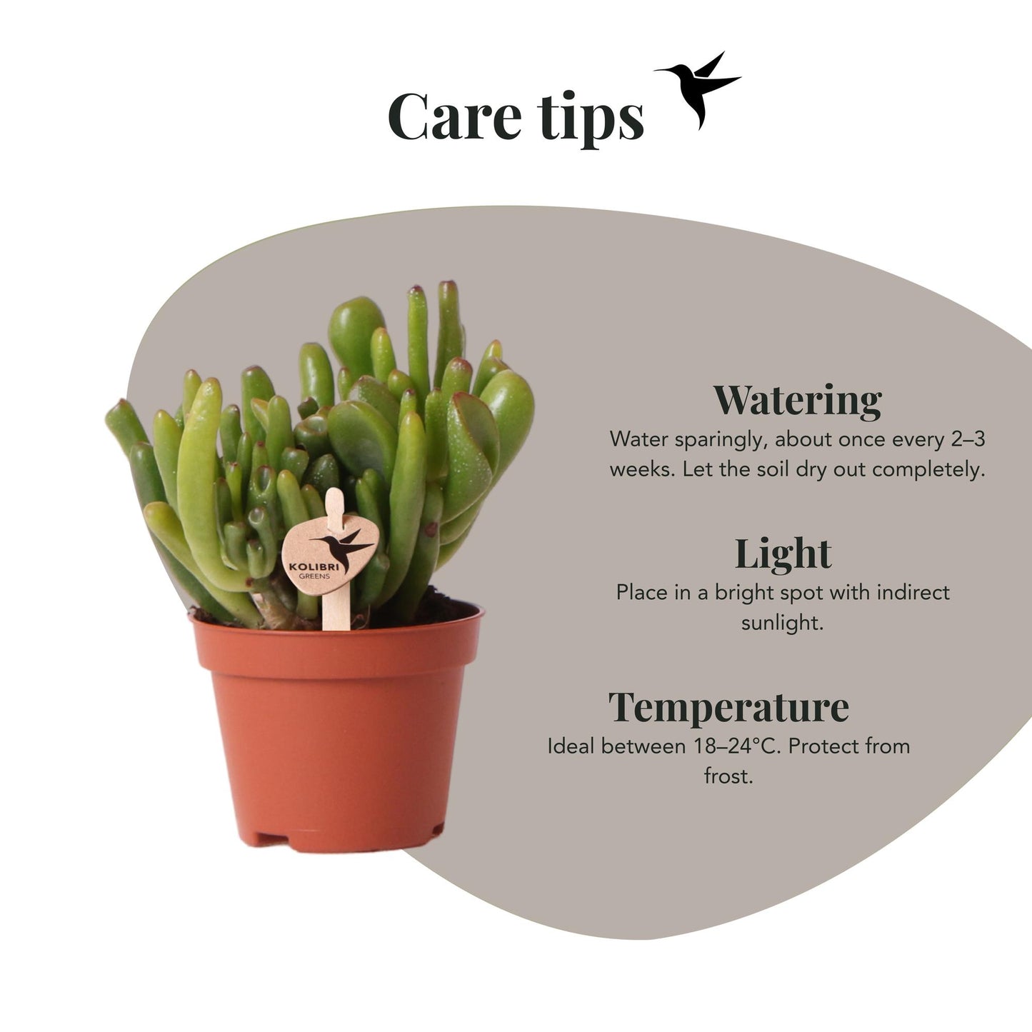 Kolibri Greens | Groene plant - Succulent Crassula Hobbit potmaat Ø6cm | groene kamerplant - vers van de kweker