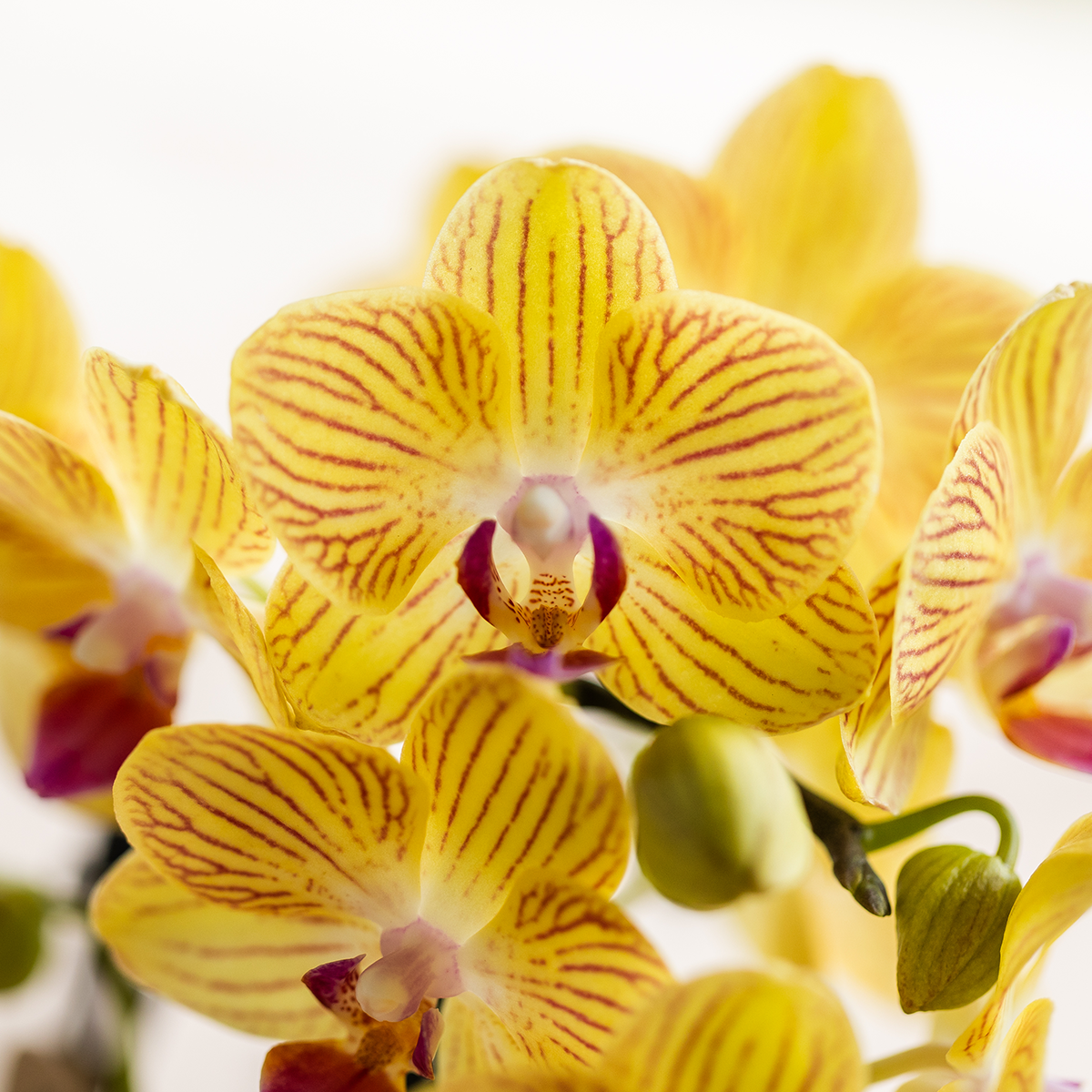 Gele Orchidee Yelly - Ø9cm