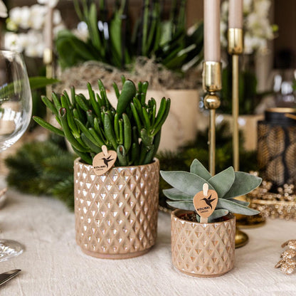 Kolibri Greens | Groene plant - Succulent Crassula Hobbit | groene kamerplant - vers van de kweker - Ø9cm