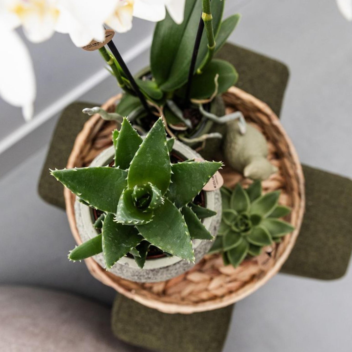 Kolibri Greens | Groene plant - Succulent Aloë Brevifolia potmaat Ø9cm | groene kamerplant - vers van de kweker