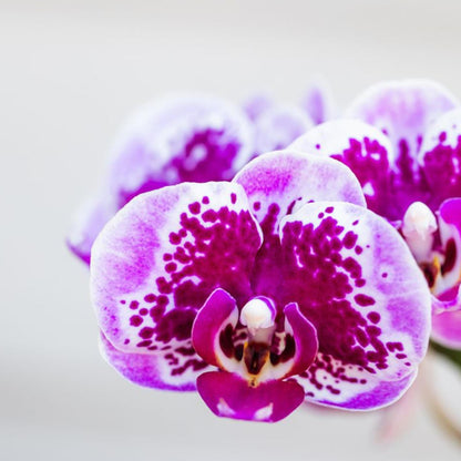 Paars/Roze Orchidee Madrid - Ø9cm
