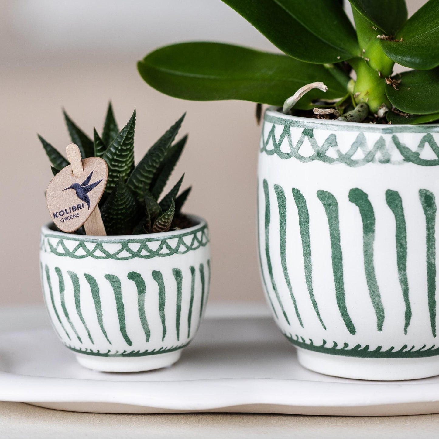 Kolibri Greens | Groene plant - Succulent Haworthia Limifolia potmaat Ø6cm | groene kamerplant - vers van de kweker