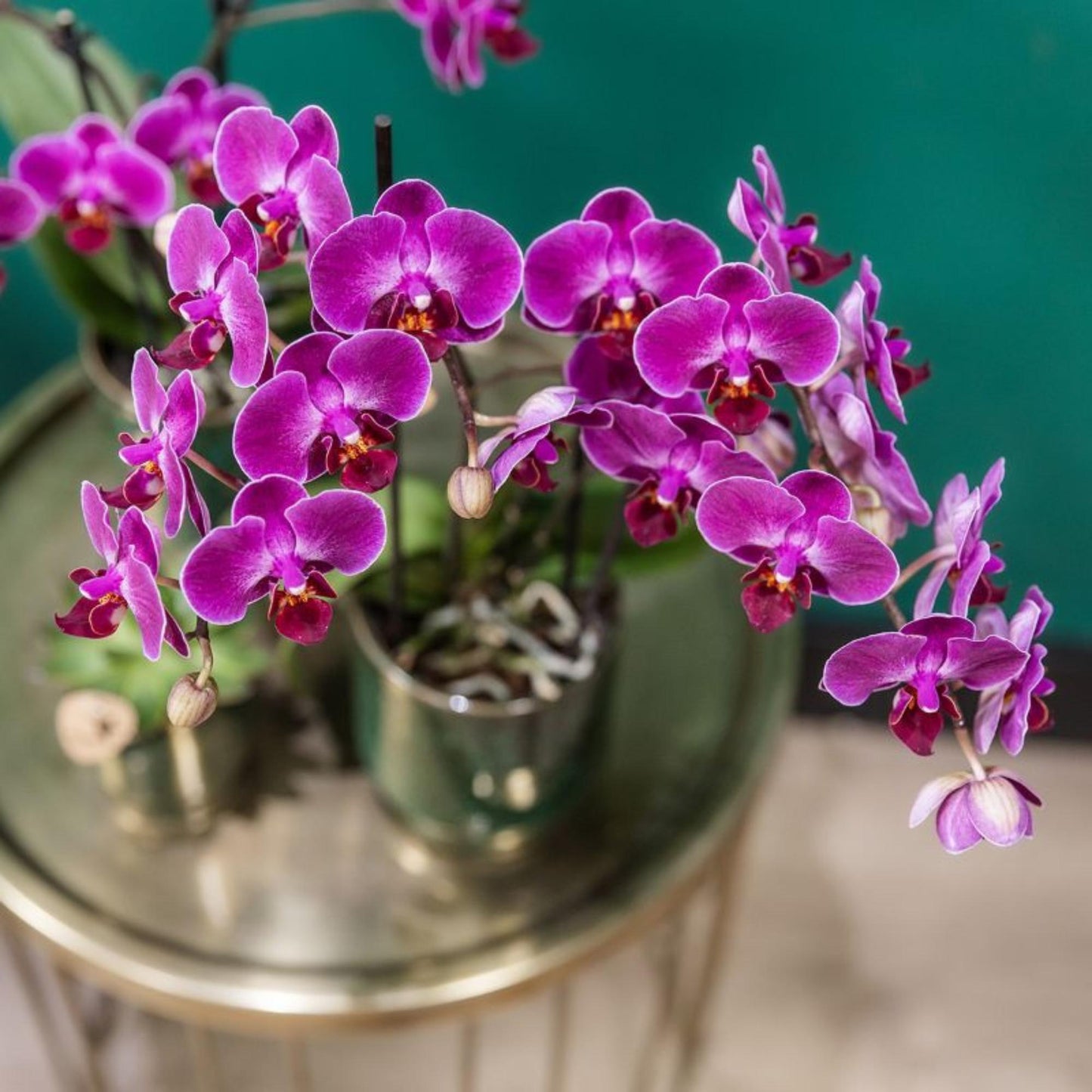 Paarse Orchidee Morena - Ø9cm