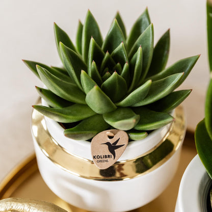 Kolibri Greens | Groene plant - Succulent Echeveria Miranda | groene kamerplant - vers van de kweker - Ø9cm