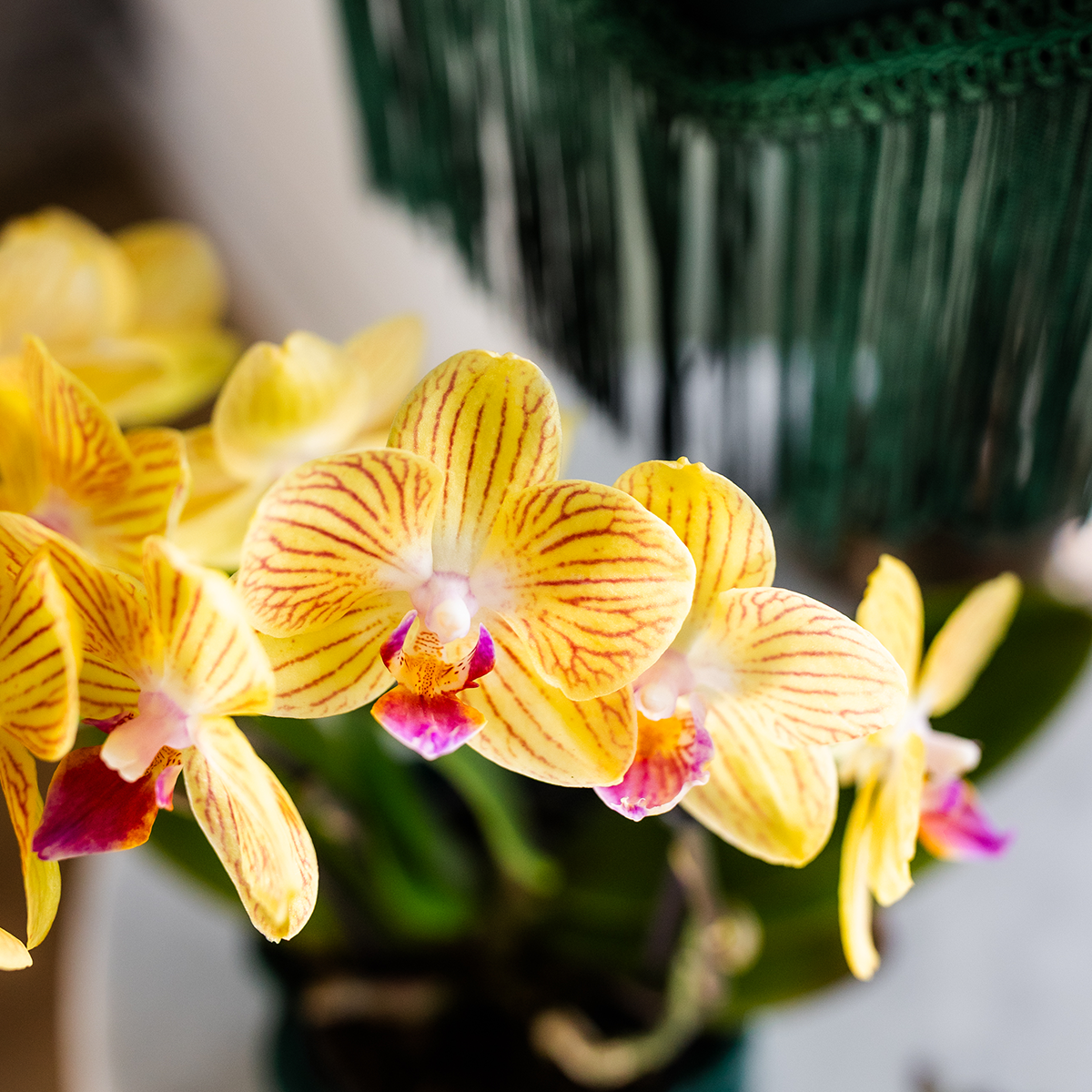 Gele Orchidee Yelly - Ø9cm