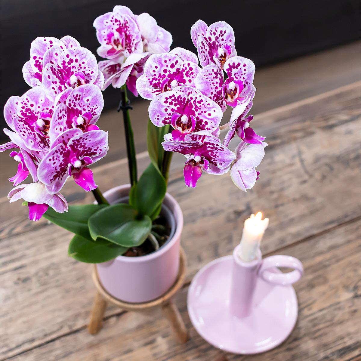 COMBI DEAL - 2 Paars/Roze Madrid Orchideeën - Ø9cm