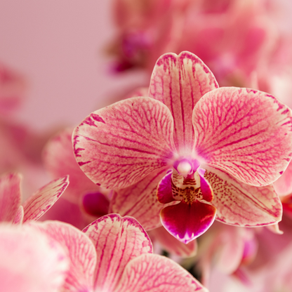 Oranje/Roze Orchidee Pure Picotee - Ø12cm