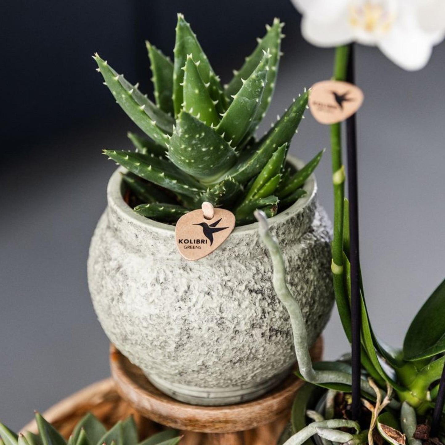 Kolibri Greens | Groene plant - Succulent Aloë Brevifolia potmaat Ø9cm | groene kamerplant - vers van de kweker