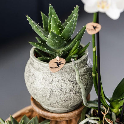 Kolibri Greens | Groene plant - Succulent Aloë Brevifolia potmaat Ø9cm | groene kamerplant - vers van de kweker