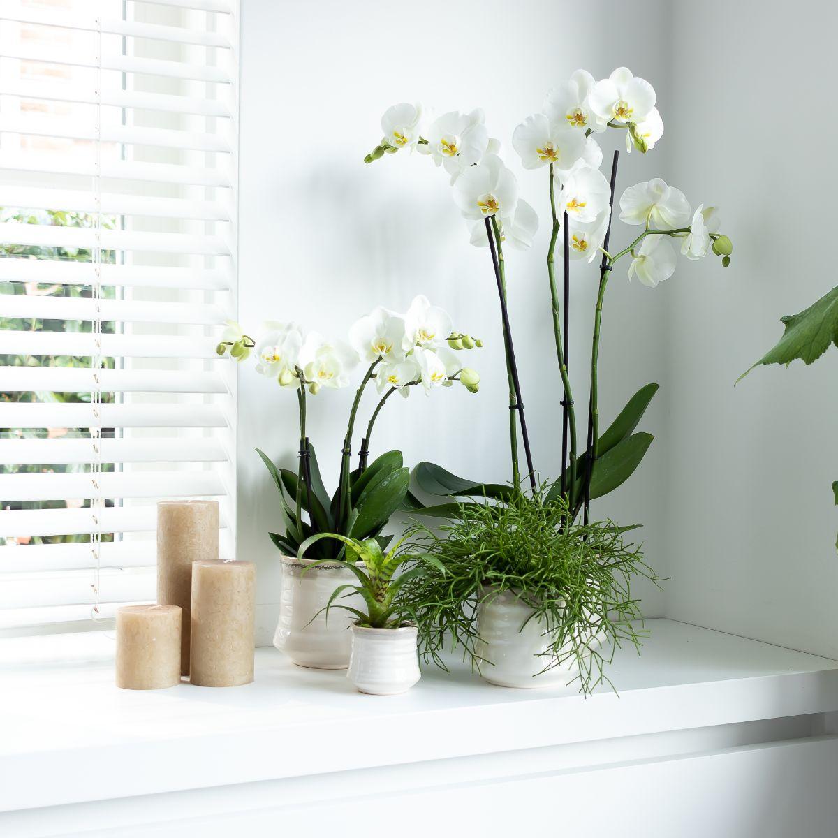 Witte Orchidee Pure Ghent - Ø12cm