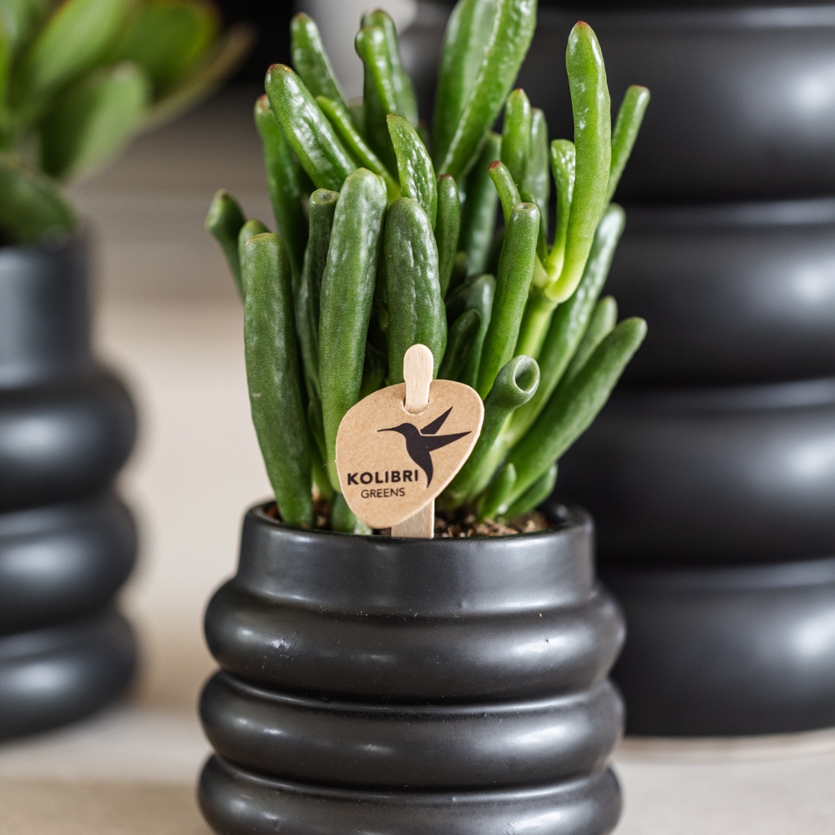 Kolibri Greens | Groene plant - Succulent Crassula Hobbit potmaat Ø6cm | groene kamerplant - vers van de kweker