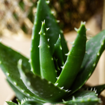 Kolibri Greens | Groene plant - Succulent Aloë Brevifolia potmaat Ø9cm | groene kamerplant - vers van de kweker