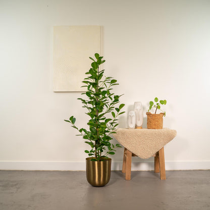 Ficus microcarpa Moclame Incl. Bloempot Mayk Goud - H 95 cm - Ø 21 cm
