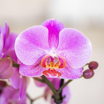 Paars Roze Orchidee Najat - Ø9cm