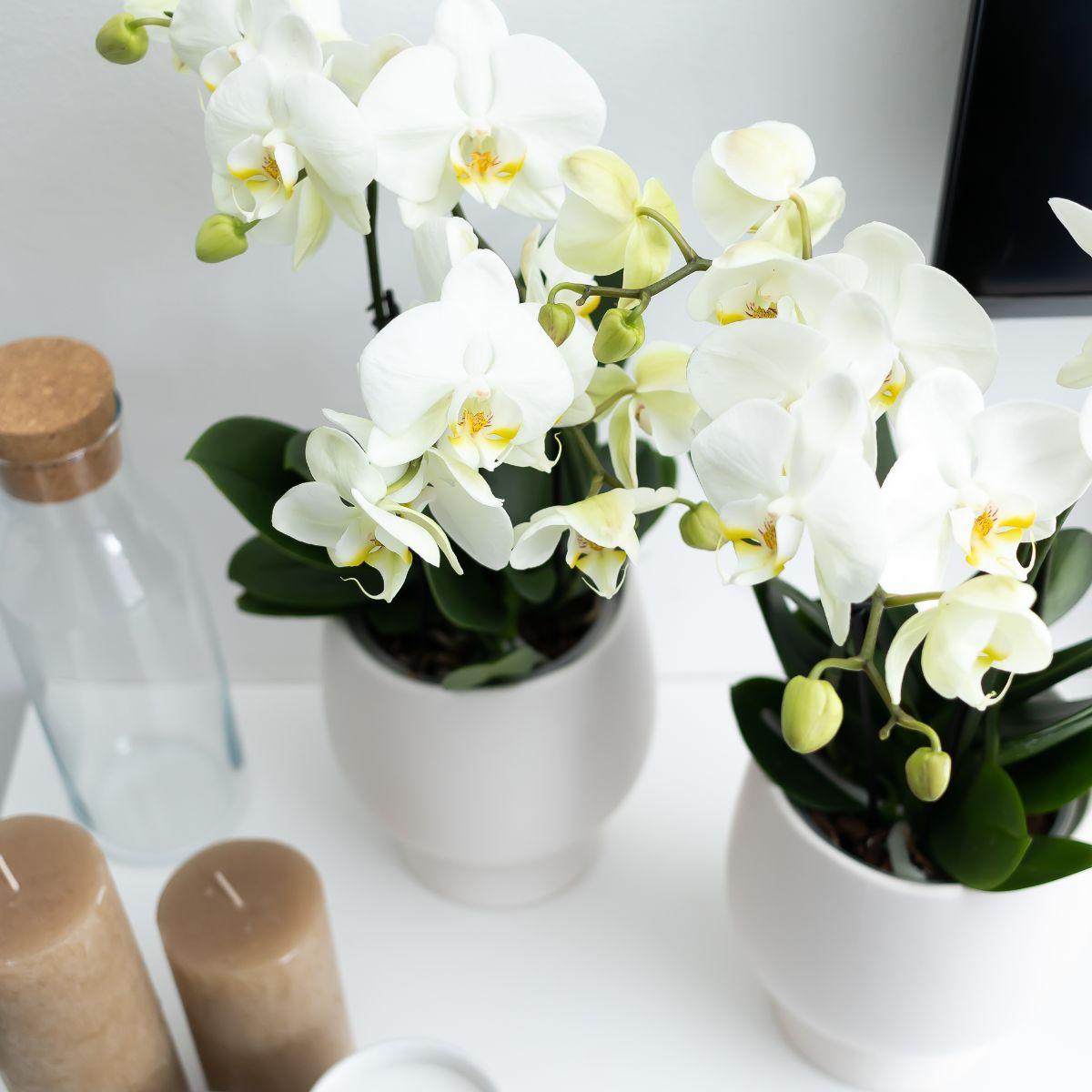 Witte Orchidee Pure Ghent - Ø12cm