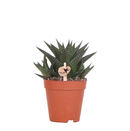 Kolibri Greens | Groene plant - Succulent Haworthia Limifolia potmaat Ø9cm | groene kamerplant - vers van de kweker