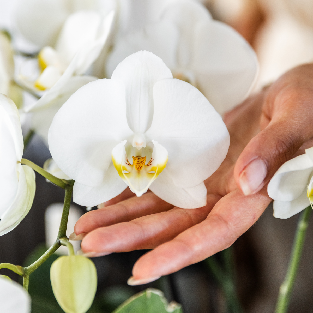 COMBI DEAL - 2 Witte Pure Ghent orchideeën - Ø12cm