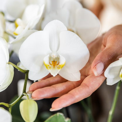 COMBI DEAL - 2 Witte Pure Ghent orchideeën - Ø12cm