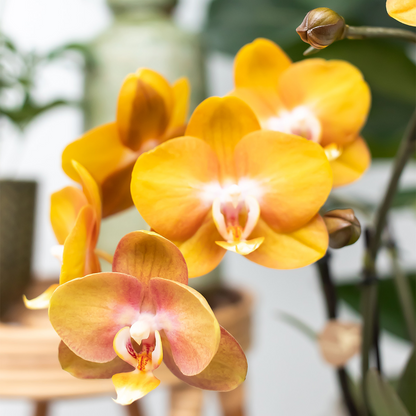 COMBI DEAL - 2 Las Vegas Orchideeën - Ø12cm