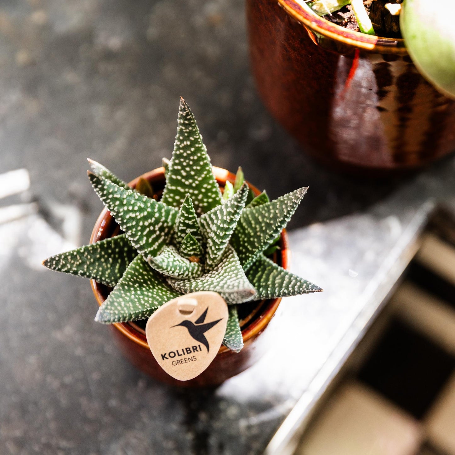 Kolibri Greens | Groene plant - Succulent Haworthia Royal Highnness potmaat Ø6cm | groene kamerplant - vers van de kweker
