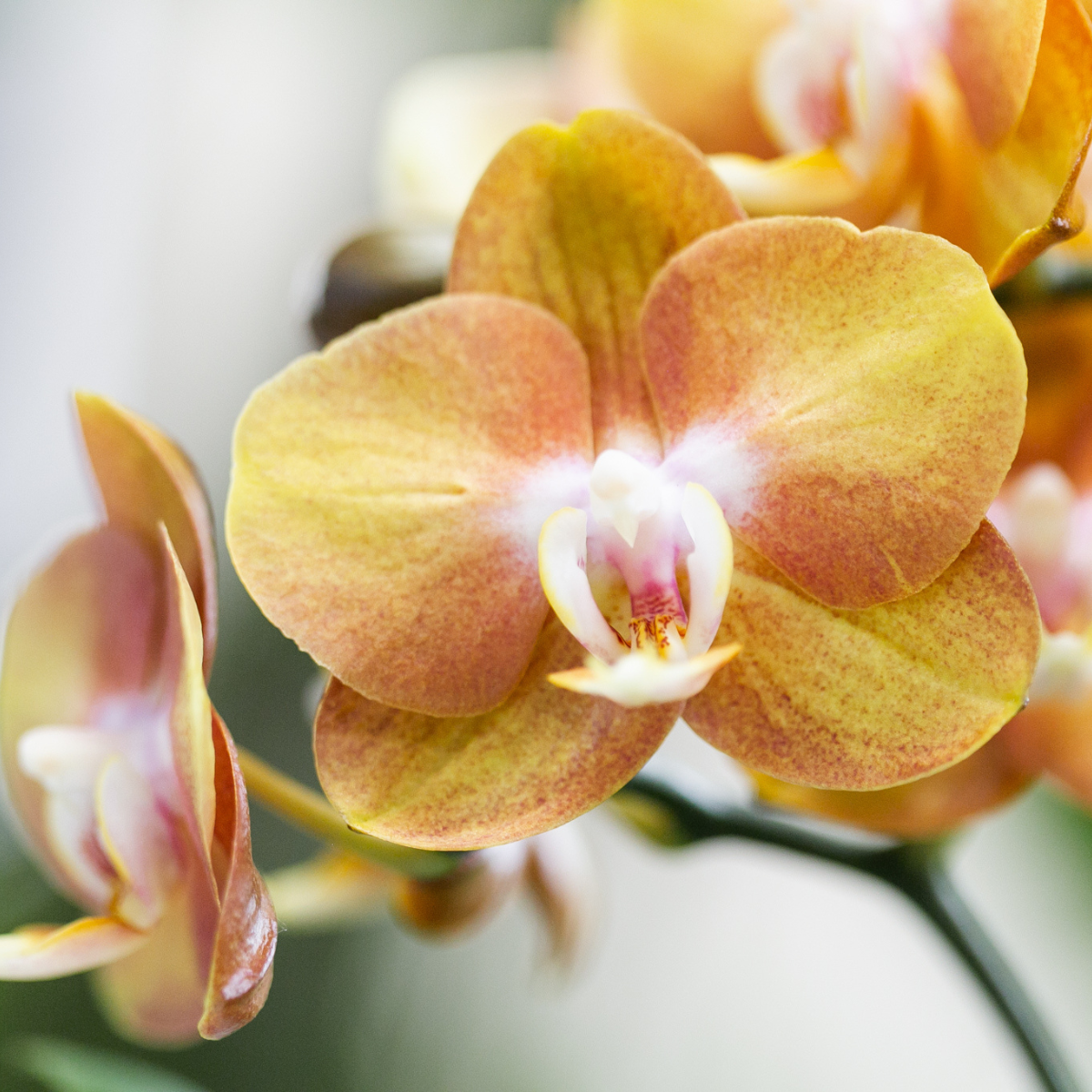 COMBI DEAL - 2 Las Vegas Orchideeën - Ø12cm