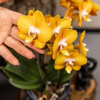 Oranje Orchidee Las Vegas - Ø12cm